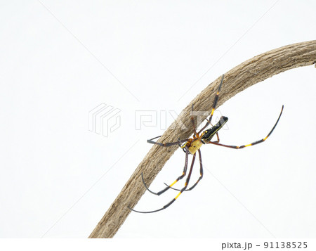 毒々しい色のオオジョロウグモ 91138525