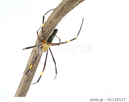 メスのオオジョロウグモ【白背景】	 91138527