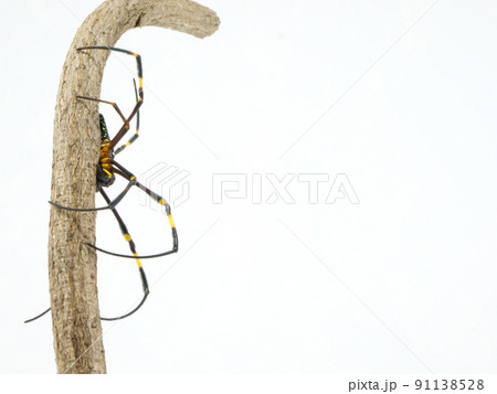 棒の陰に隠れるオオジョロウグモ 棒の陰に隠れるオオジョロウグモ 91138528