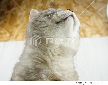 上を向く猫【マンチカン】	 91138538