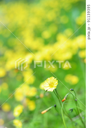 黄色い花 91139395