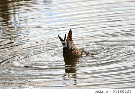 池に潜るカルガモのおしり 91139629