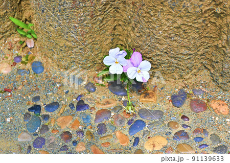 コンクリートから顔を出すビオラの花 91139633