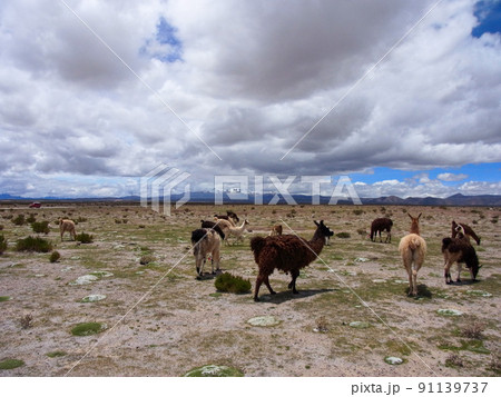 ボリビアのリャマの群れ 91139737