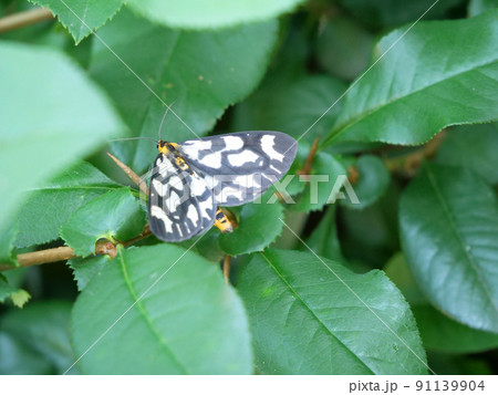 白黒の羽の蝶 白黒の羽の蝶 91139904