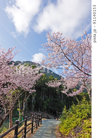 屋久島自然公園、千尋の滝の早咲き桜 91140153