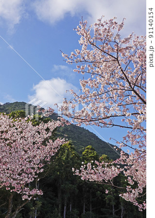 屋久島自然公園、千尋の滝の早咲き桜 91140154