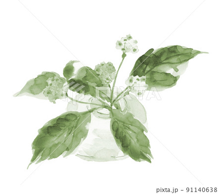 ガラスの花瓶に挿したオオニシキソウ グリーントーン【手描き水彩画】白バック 素材 ガラスの花瓶に挿したオオニシキソウ グリーントーン【手描き水彩画】白バック 素材 91140638