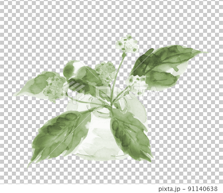 Nodding spurge in a glass vase Green tone [Hand-painted watercolor] White background material 91140638