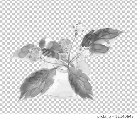 ガラスの花瓶に挿したオオニシキソウ モノトーン【水墨画風水彩画】白バック 素材 91140642