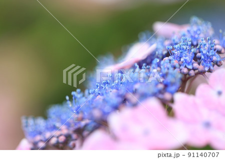 ガクアジサイの花 ガクアジサイの花 91140707