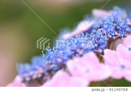 ガクアジサイの花 91140708
