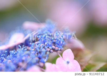 ガクアジサイの花 ガクアジサイの花 91140712