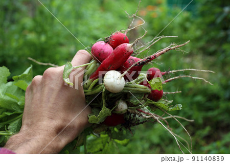 Radish harvest. Hand holding bunch 91140839
