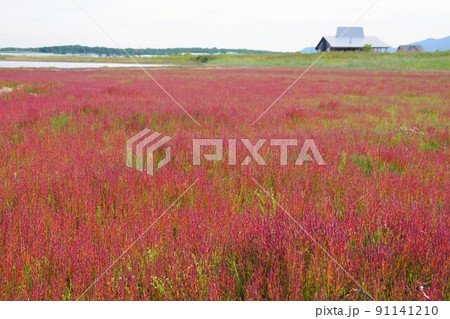 北海道北見市 ワッカ原生花園で紅葉するサンゴ草 北海道北見市 ワッカ原生花園で紅葉するサンゴ草 91141210