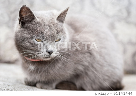 Cat Icon (PFP)  Grass Cat - Stock Illustration [106178349] - PIXTA