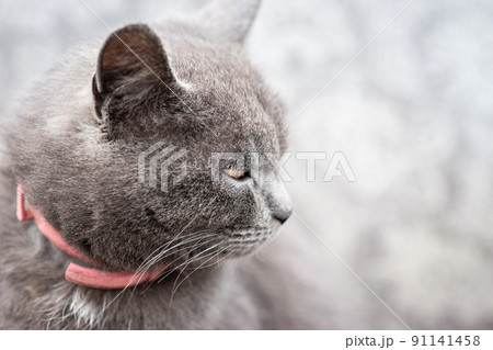 Cat Icon (PFP)  Grass Cat - Stock Illustration [106178349] - PIXTA