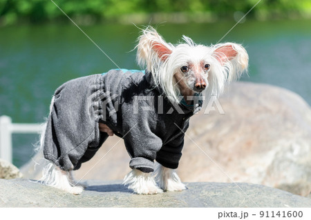 Chinese Crested Dog. Chinese Crested Dog. 91141600