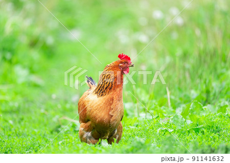 healthy chicken in the garden.. 91141632