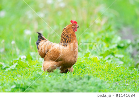 healthy chicken in the garden. 91141634