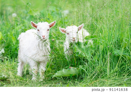 goat on grass... goat on grass... 91141638