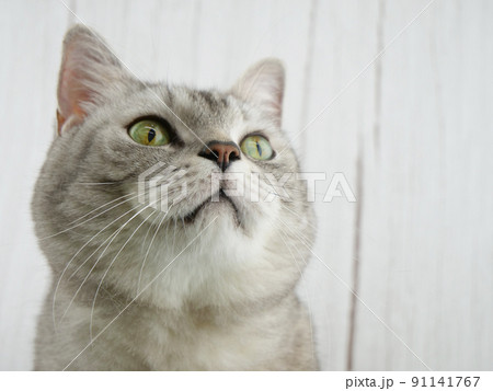 見上げる猫【マンチカン】	 91141767