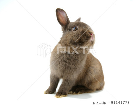 振り向く茶色のウサギ	 91141773