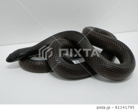 体を折り畳んだメキシカンブラックキングスネーク	 91141795