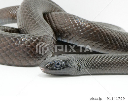 つぶらな瞳のメキシカンブラックキングスネーク 91141799