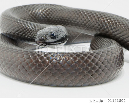 鱗が綺麗なメキシカンブラックキングスネーク 91141802