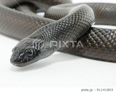 斜めから見たメキシカンブラックキングスネーク 91141803