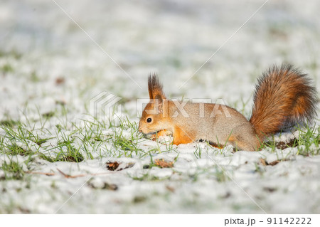 Red Squirrel sitting on snow Red Squirrel sitting on snow 91142222