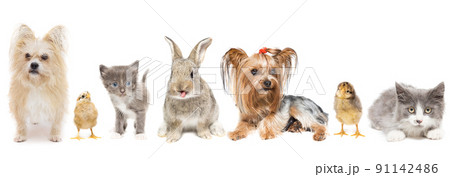 Animals on a white background. Animals on a white background. 91142486