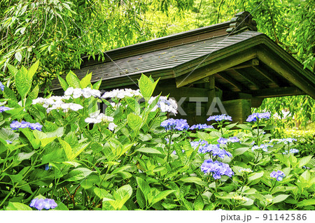 鎌倉市　明月院　山門のあじさい 91142586