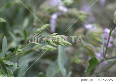 Soapwort Max Frei Soapwort Max Frei 91142725