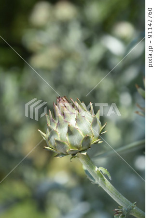 Artichoke thistle Artichoke thistle 91142760