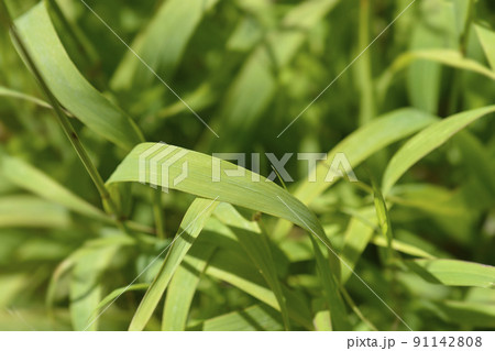 Dark purple Siberian melic 91142808