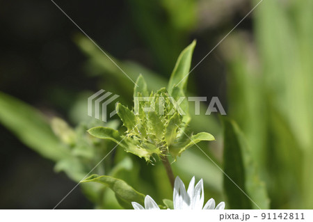 Stokes aster Traumerei Stokes aster Traumerei 91142811