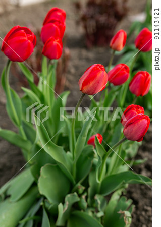 Beautiful red flowers tulips Beautiful red flowers tulips 91143421