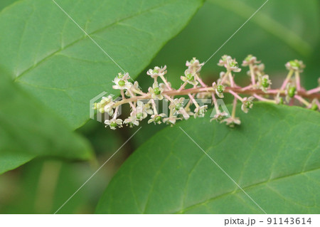 ヨウシュヤマゴボウの葉に囲まれた穂状の花と蕾。花多め。穂先寄りの半分のアップ 91143614