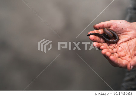 Earthworm in child's hands after rain 91143632
