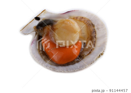 Opened scallop isolated on white Opened scallop isolated on white 91144457