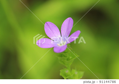緑を背景に、一輪のピンクのヒナキキョウソウのアップ 91144786