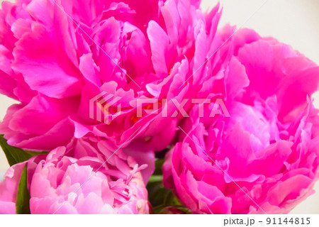 大きなピンク色のシャクヤクの花 大きなピンク色のシャクヤクの花 91144815
