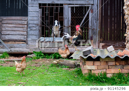 An old yard where chickens, a rooster and a dog walk in an old barn An old yard where chickens, a rooster and a dog walk in an old barn 91145296