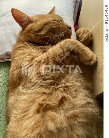 クッションを枕に招き猫のポーズで寝むるネコ クッションを枕に招き猫のポーズで寝むるネコ 91145429