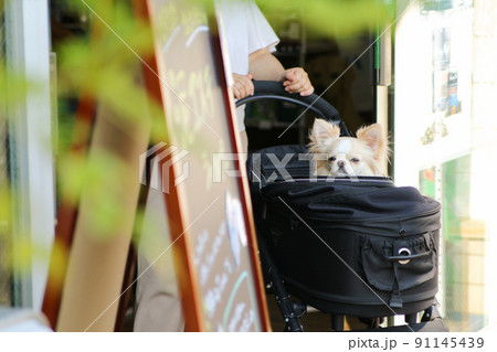 自動ドアから出てくるペットカートに入ったクリーム色のロングコートチワワ  91145439