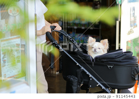 自動ドアから出てくるペットカートに入ったクリーム色のロングコートチワワ 自動ドアから出てくるペットカートに入ったクリーム色のロングコートチワワ 91145443