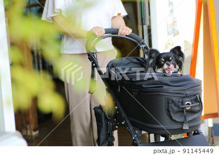 自動ドアから出てくるペットカートに入ったブラックタンのロングコートチワワ  91145449