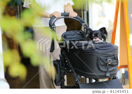 自動ドアから出てくるペットカートに入ったブラックタンのロングコートチワワ 自動ドアから出てくるペットカートに入ったブラックタンのロングコートチワワ 91145451